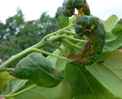 ASCOCHYTOZA NA DEBIE